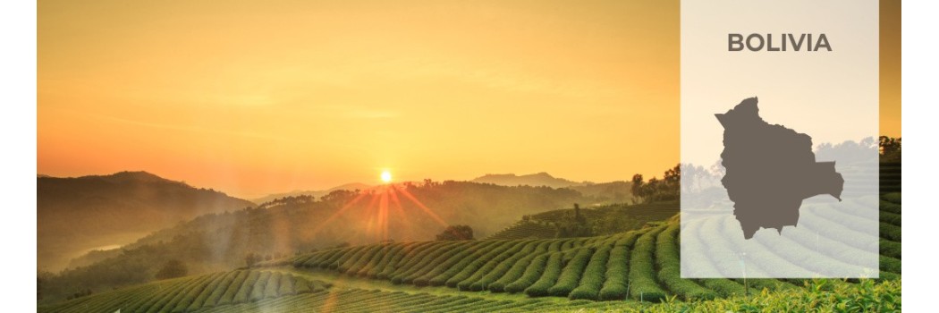 Caffè della Bolivia