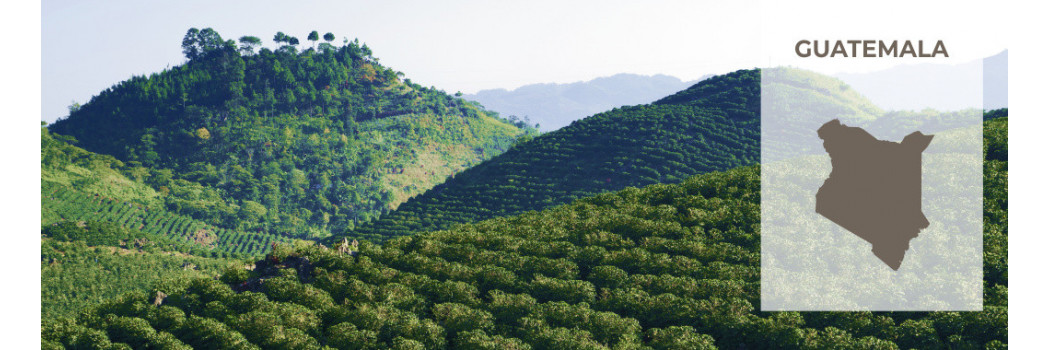 Caffè del Guatemala