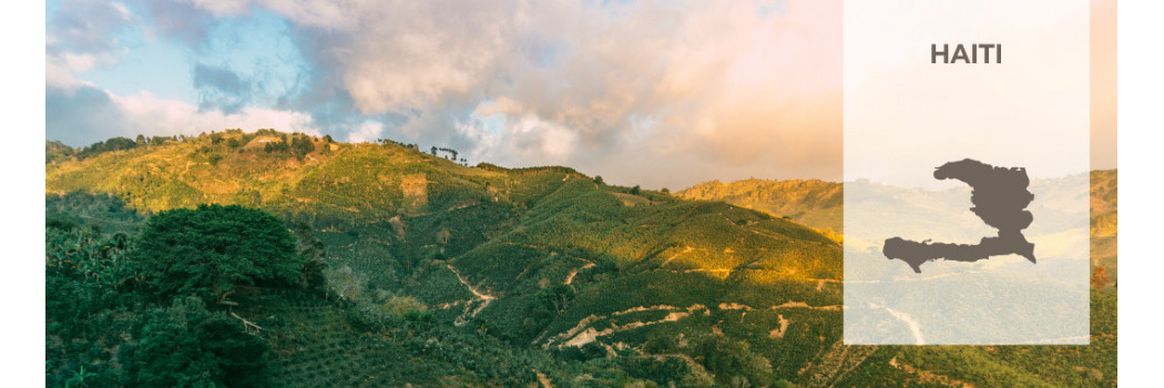 Caffè di Haiti
