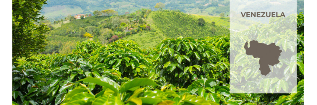 Caffè dal Venezuela