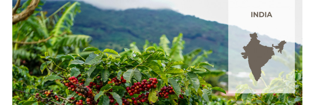 Caffè dall'India