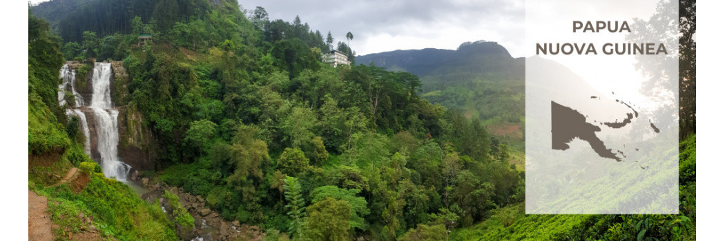 Caffè della Papua Nuova Guinea