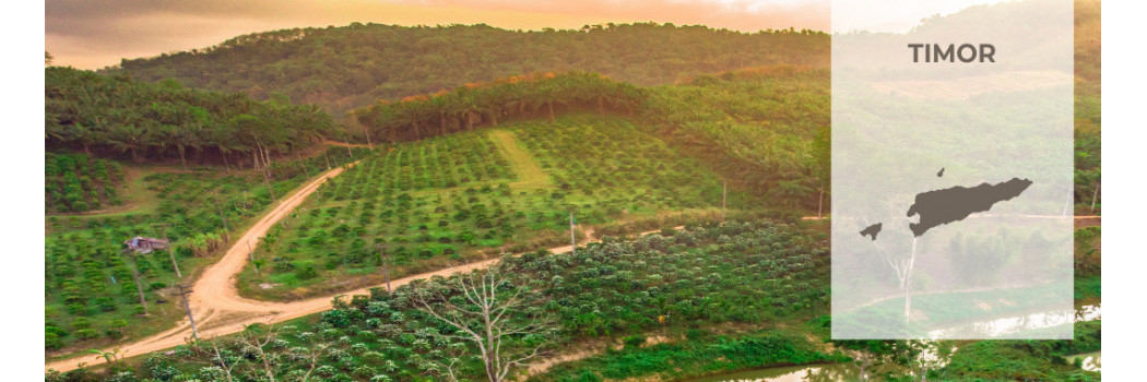 Caffè di Timor
