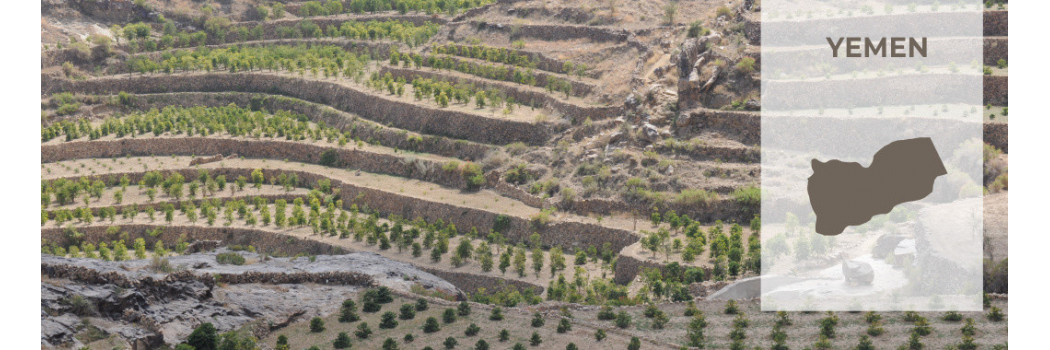 Caffè dello Yemen