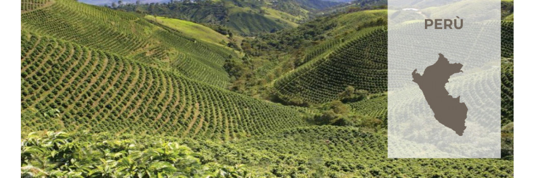 Caffè dal Perù