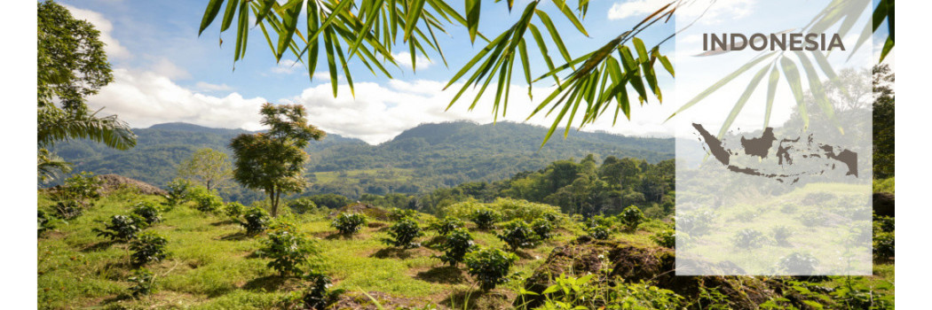 Caffè dall'indonesia