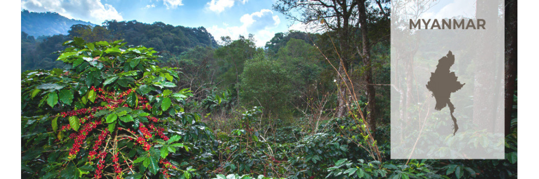Caffè del Myanmar